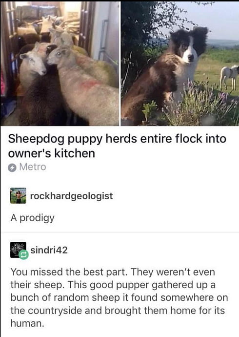 Overachieving sheepdog